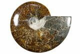 Polished Ammonite (Cleoniceras) Fossil - Madagascar #345547-1